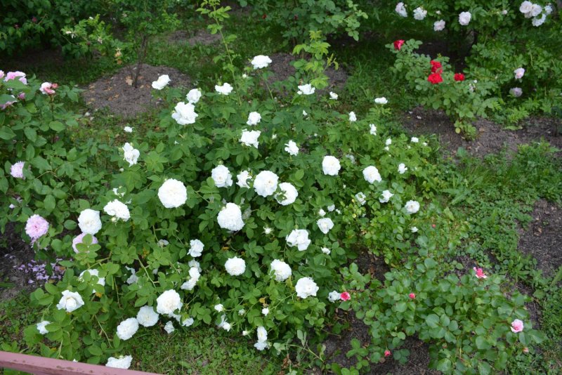 Garden Roses Mix Red Lands