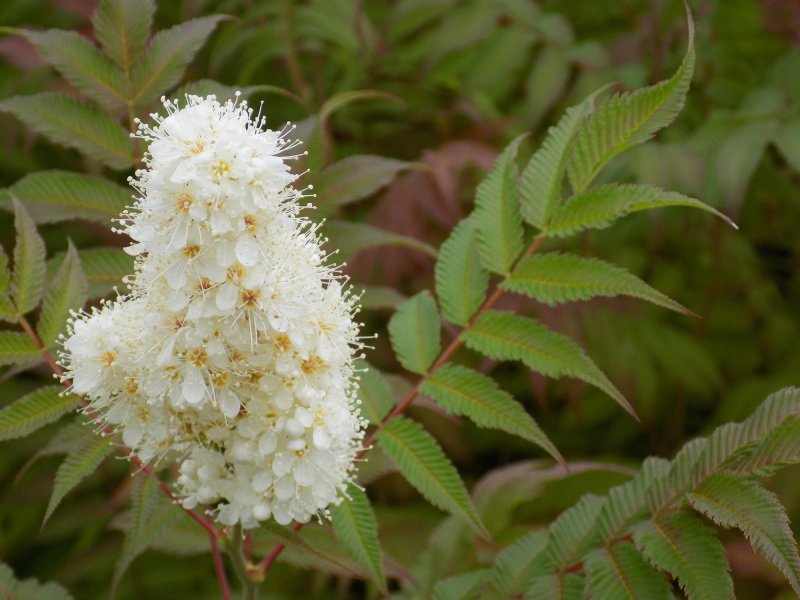 Рябинник рябинолистный (Sorbaria sorbifolia)