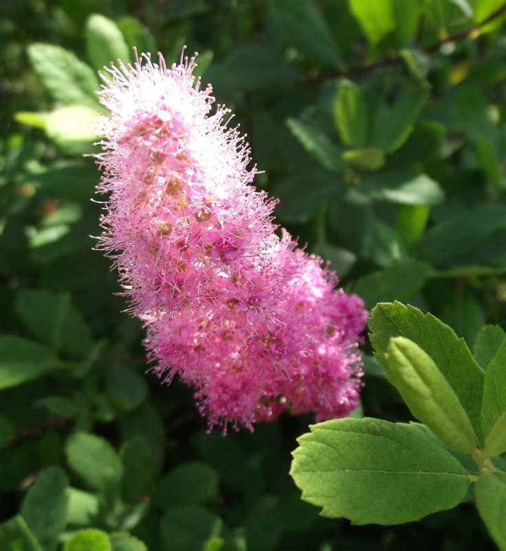 Спирея иволистная Spiraea salicifolia