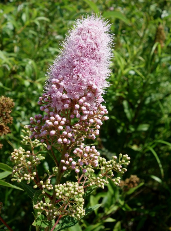 Спирея иволистная Spiraea salicifolia