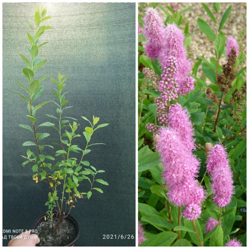 Спирея японская Альбифлора Spiraea japonica albiflora