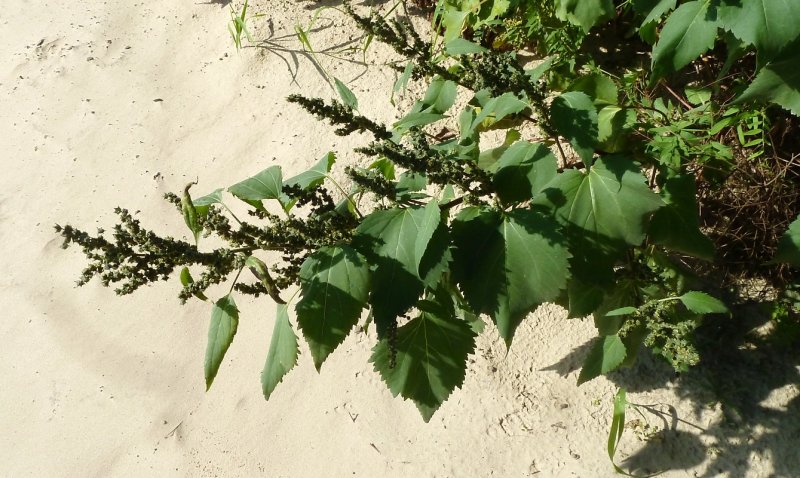 Cyclachaena xanthiifolia (Nutt.)