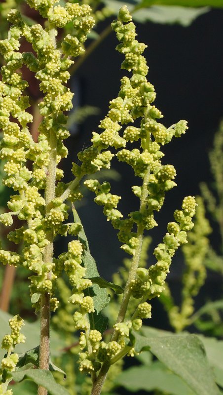 Cyclachaena xanthiifolia