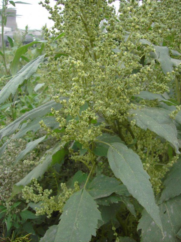 Циклахена дурнишниковая