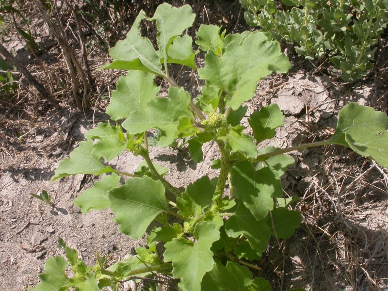 Cyclachaena xanthiifolia