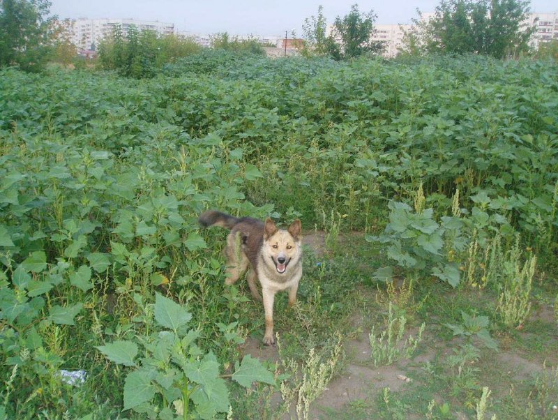 Циклахена осенью