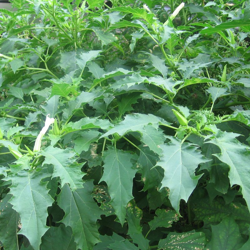 Datura stramonium – дурман обыкновенный