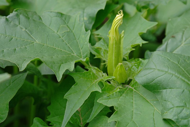 Дурман вонючий (Datura stramonium)
