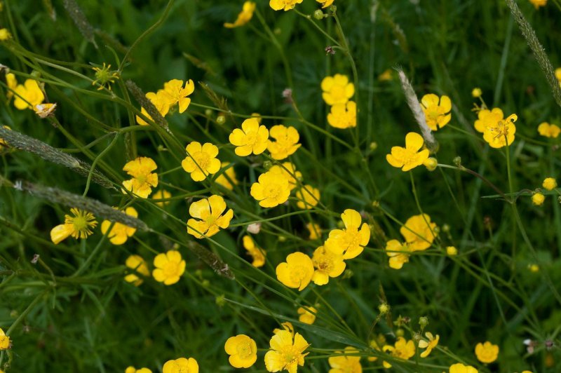 Ranunculus Acris Лютик едкий