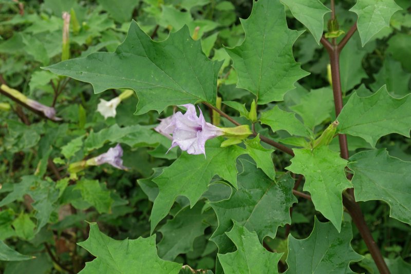 Datura stramonium – дурман обыкновенный