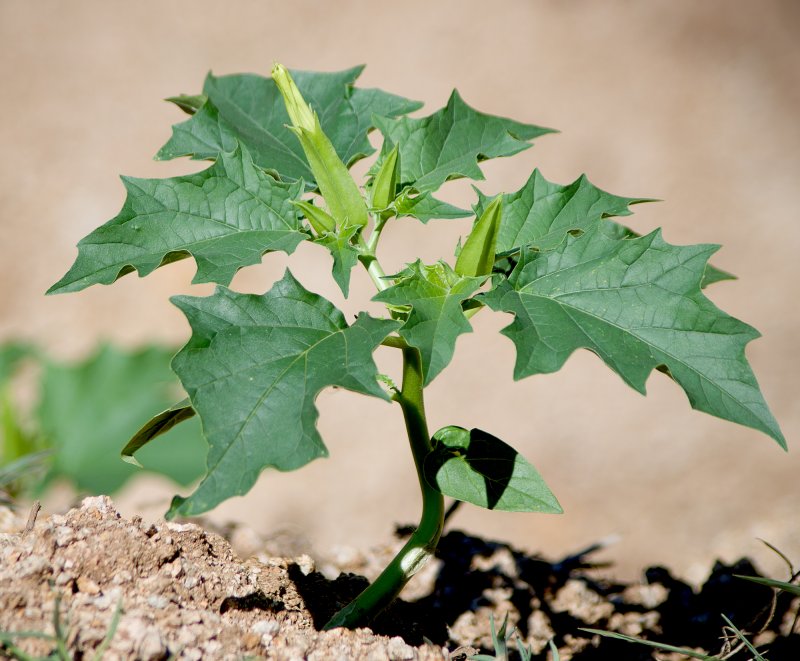 Datura stramonium – дурман обыкновенный