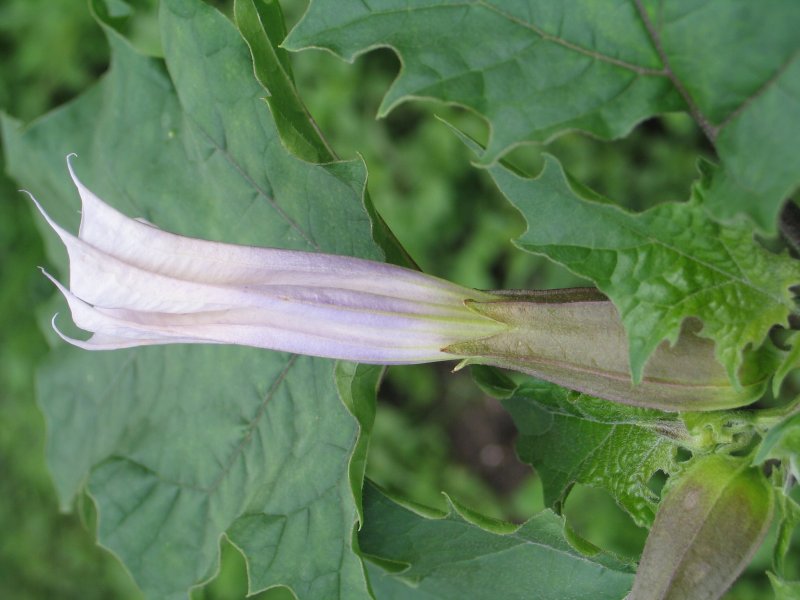 Datura stramonium – дурман обыкновенный