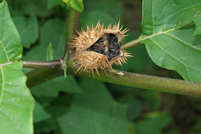 Дурман вонючий Datura stramonium l.