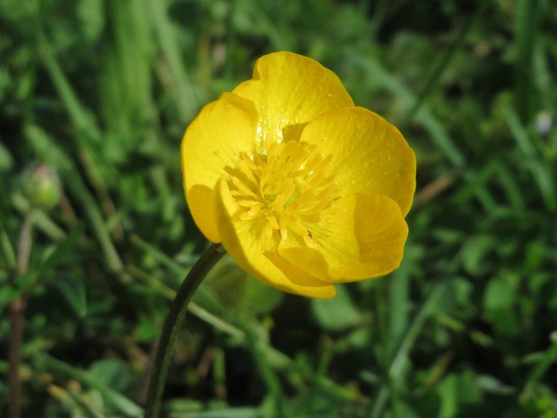 Лютик едкий – Ranunculus Acris l.