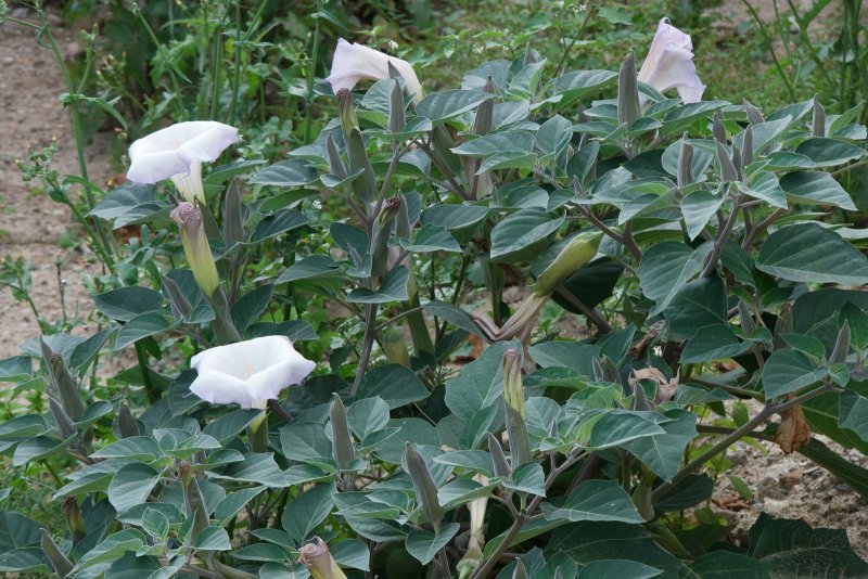 Datura innoxia Mill.