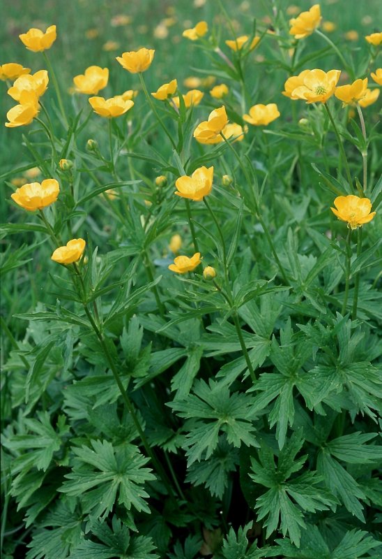 Ranunculus Acris Лютик едкий
