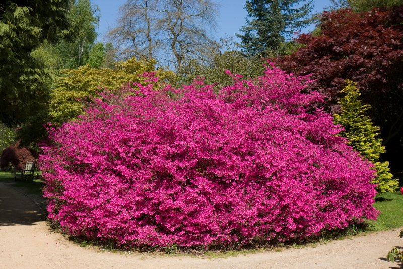 Spiraea japonica Anthony Waterer