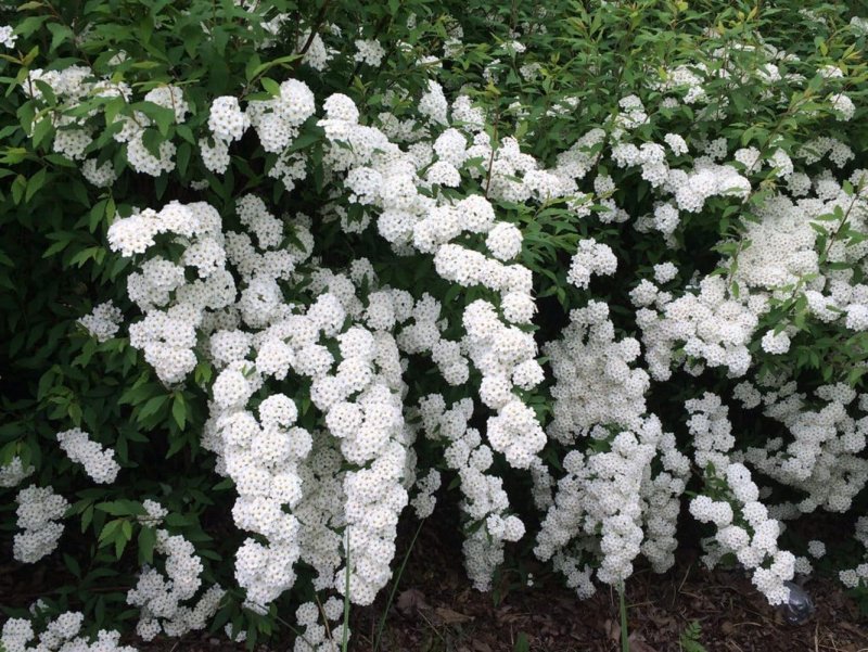 Спирея Ван-Гутта (Spiraea vanhouttei)