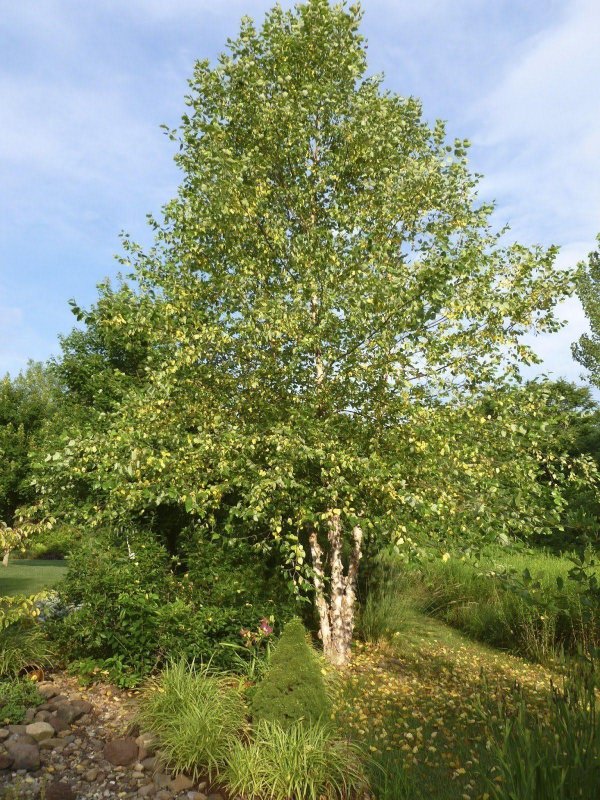 Береза черная Betula nigra