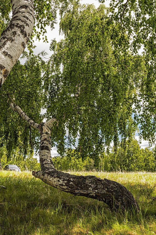 Betula alleghaniensis Britt. Береза аллеганская