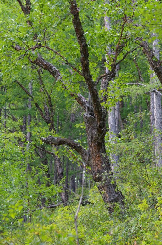 Betula nigra