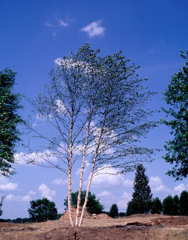 Берёза чёрная (Betula nigra)в Калифорнии
