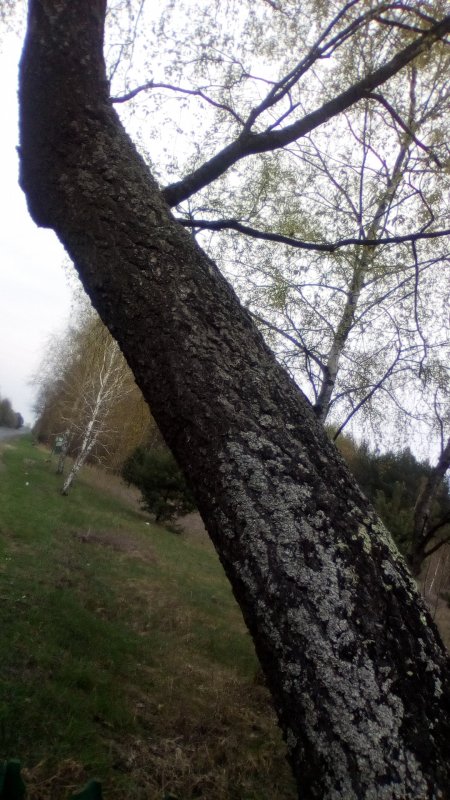 Берёза чёрная (Betula nigra)в Калифорнии
