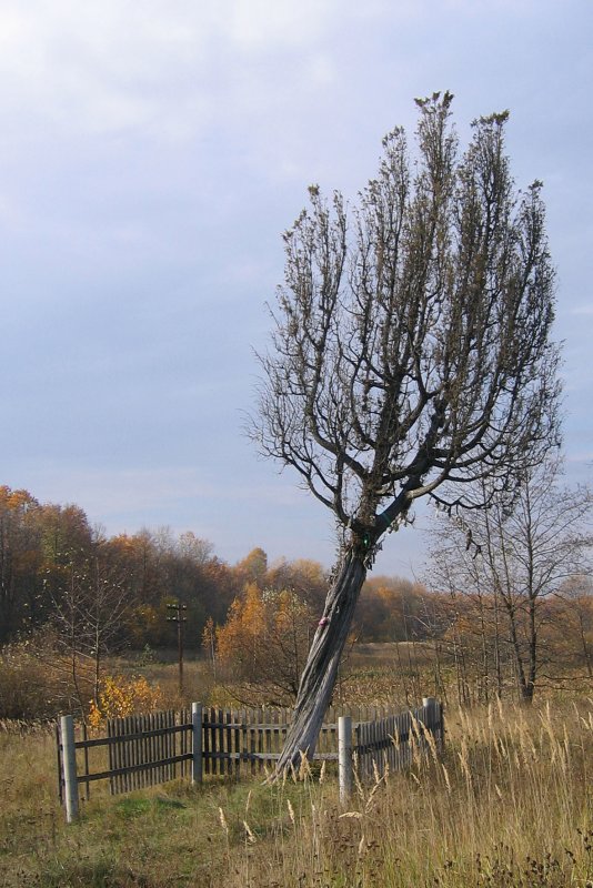 Береза Нигра