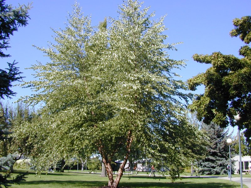 Betula nigra