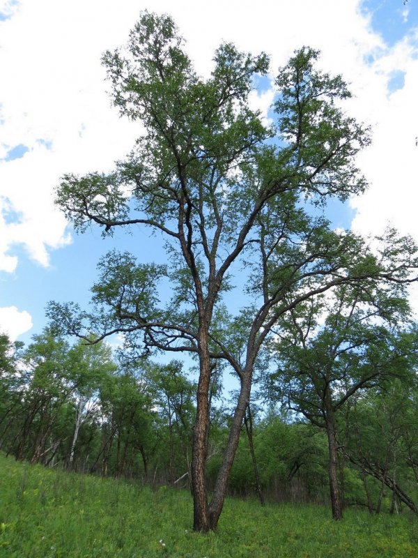 Betula nigra листья