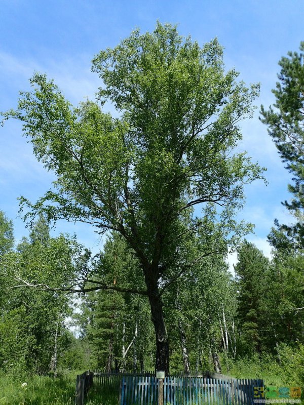 Береза Даурская (Betula dahurica)