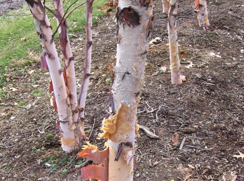 Береза черная Betula nigra