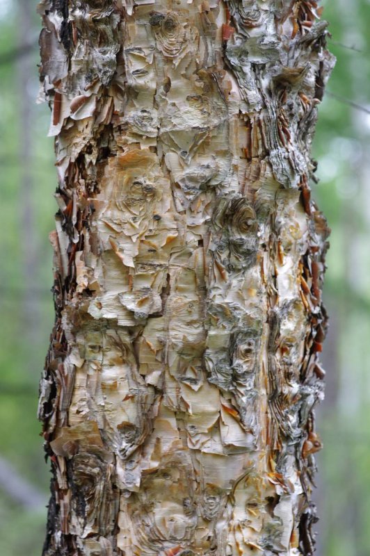 Береза Даурская (Betula dahurica)