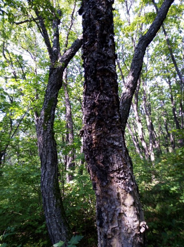 Береза черная Betula nigra