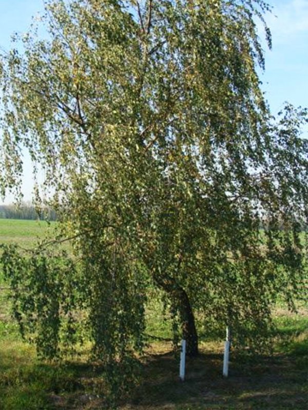 Берёза чёрная