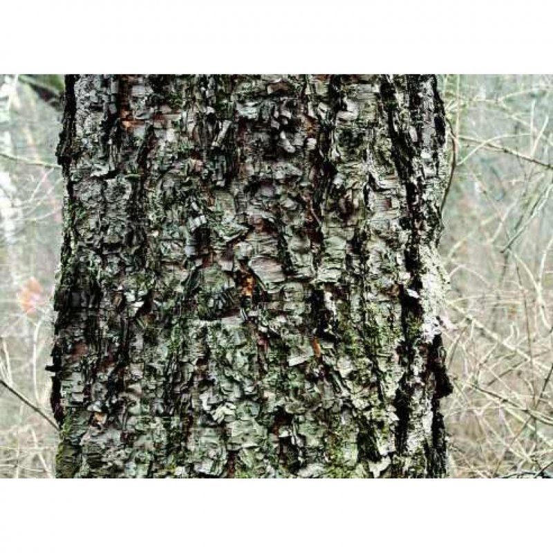 Betula Alba Youngii (pendula)