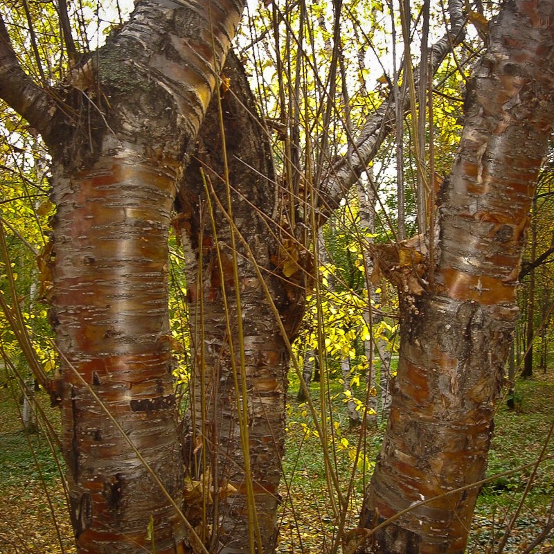Береза черная Betula nigra