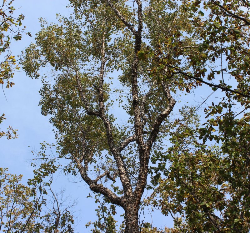 Береза Даурская (Betula dahurica)