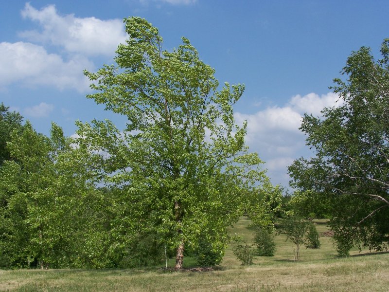 Береза Даурская черная
