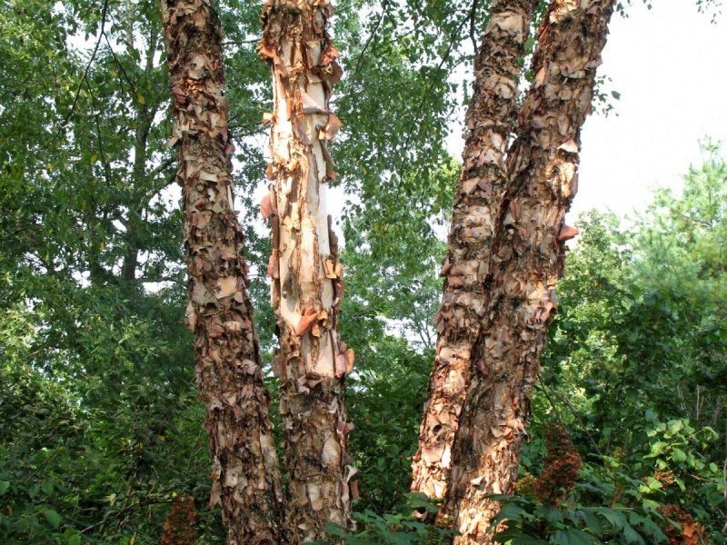 Береза черная Betula nigra