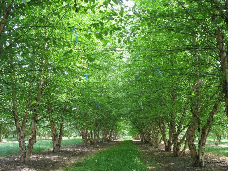 Береза черная Betula nigra