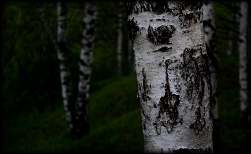 Betula nigra листья
