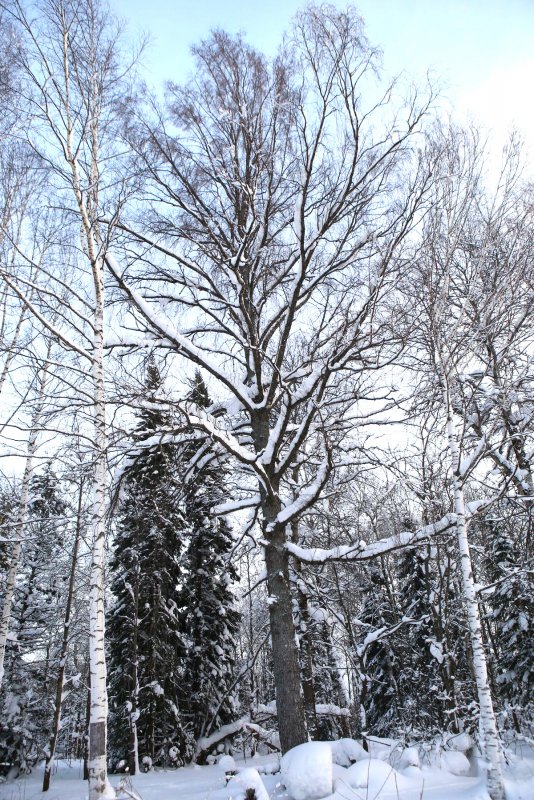 Береза Даурская листья