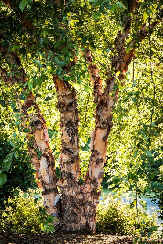 Берёза чёрная (Betula nigra l.)