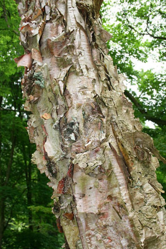 Betula nigra