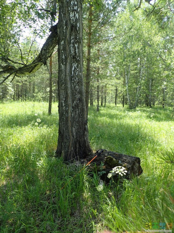 Дворовые деревья названия и фото