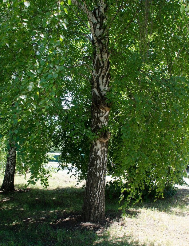 Берёза плосколистная