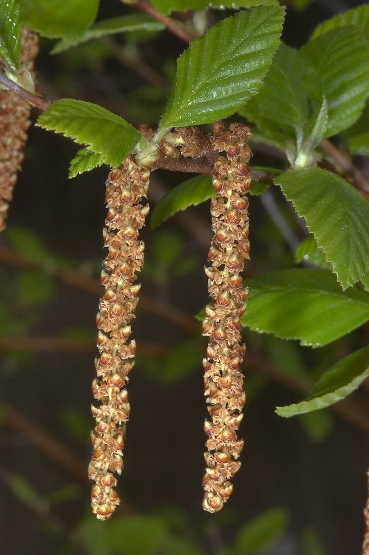 Betula raddeana кора