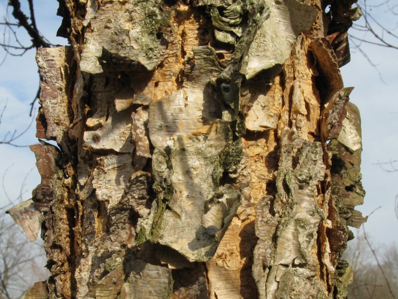 Birch Tree New England