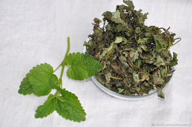 Мелисса куст